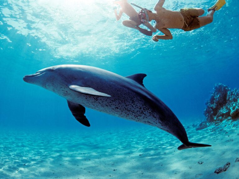Dolphin-house-hurghada-1