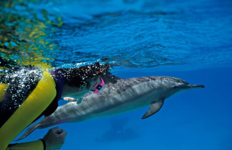 Dolphin-house-snorkeling-tour