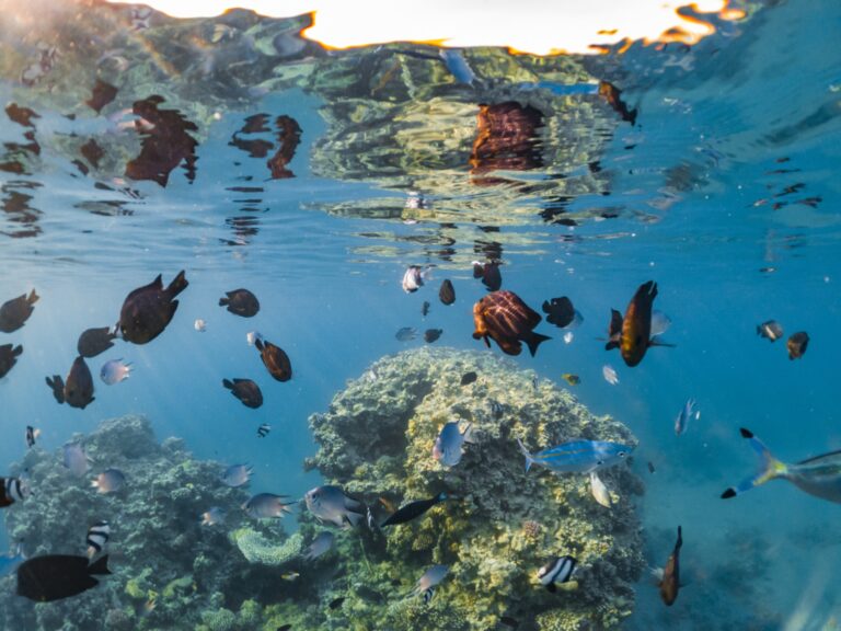 wonderful-and-beautiful-underwater-world-with-corals-and-tropical-fish-3